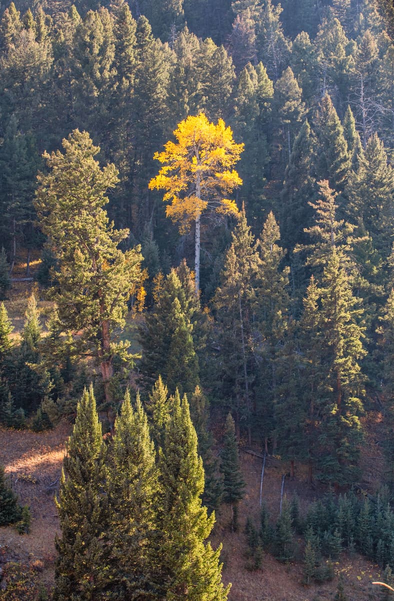 One Lonely Aspen